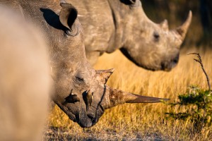 shutterstock_117620956